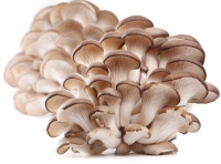 Jesenické houby