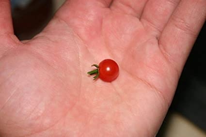Malinkaté cherry rajčátko