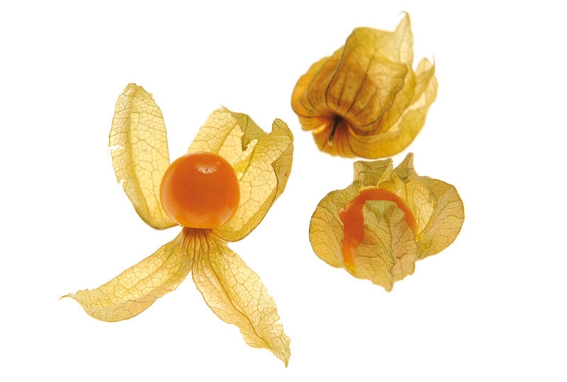 Physalis 